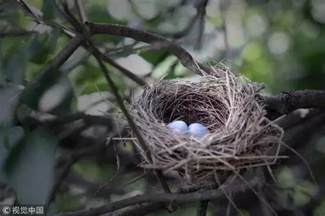 會築巢的鳥|不僅是就地取材！鳥巢如何演化？可由鳥類親緣關係解。